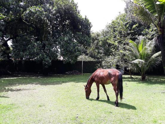 Casa à venda com 2 dormitórios em Aldeia, Camaragibe cod:ALD001 - Foto 7