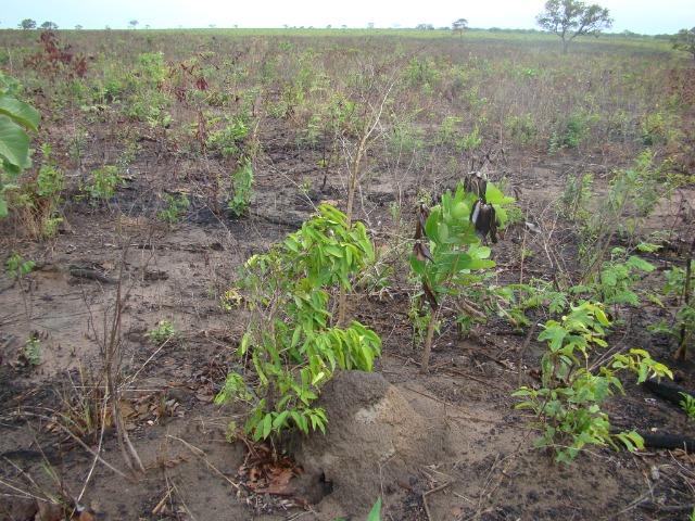 Fazenda com 1.006 hectares, com sede, aberta, para soja e milho - Foto 10