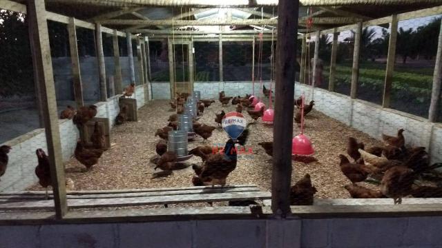 Re/max chave de ouro vende rancho produtivo com casa com 3 dormitórios à venda, 270 m² por - Foto 9