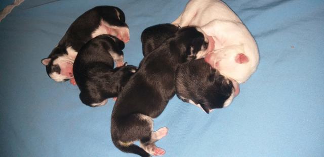 Filhotes disponíveis husky - Foto 3