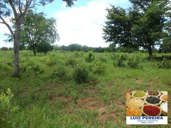 FAZENDA A VENDA de 100 HECTARES EM TERENOS - MS - (Pecuária) - Foto 7