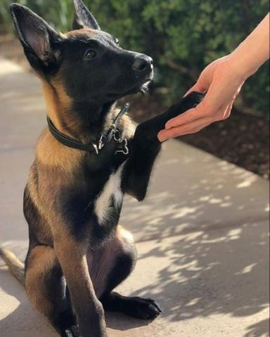 Pastor Belga Malinois - Foto 3