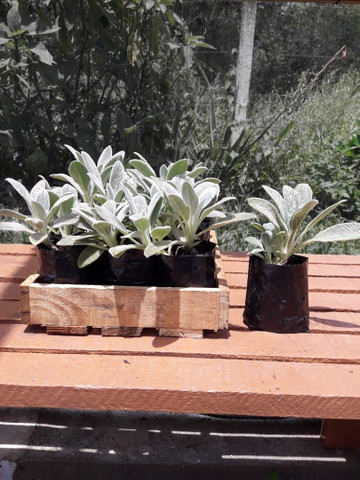 MUDAS DE PANCS PEIXINHO DA HORTA - Foto 4