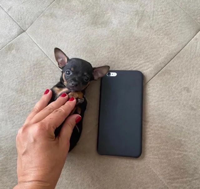 Pinscher 0 -Mini 