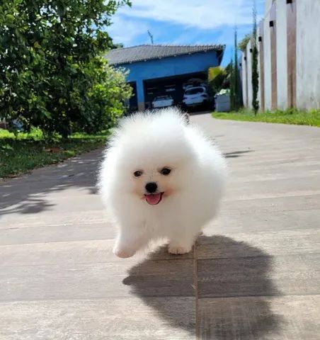 spitz alemão pedigree CBKC 12x sem juros - Foto 5