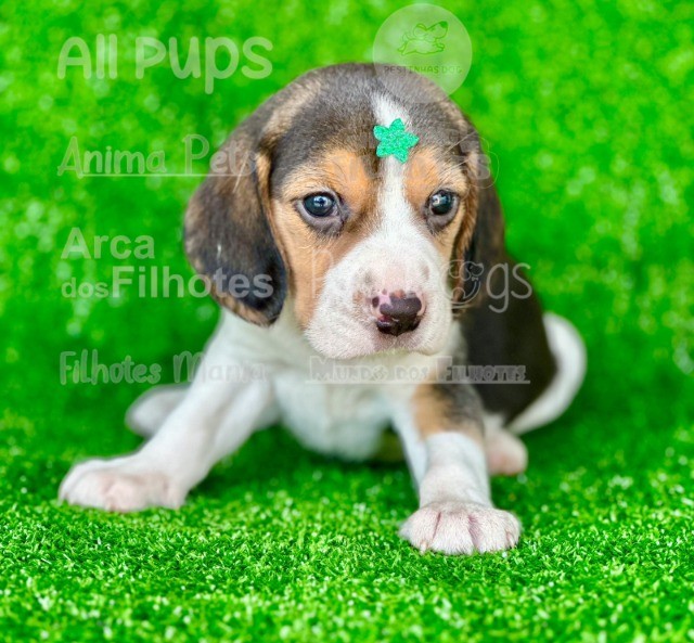 Beagle filhotes, com garantias de saúde por 1 ano - Foto 2