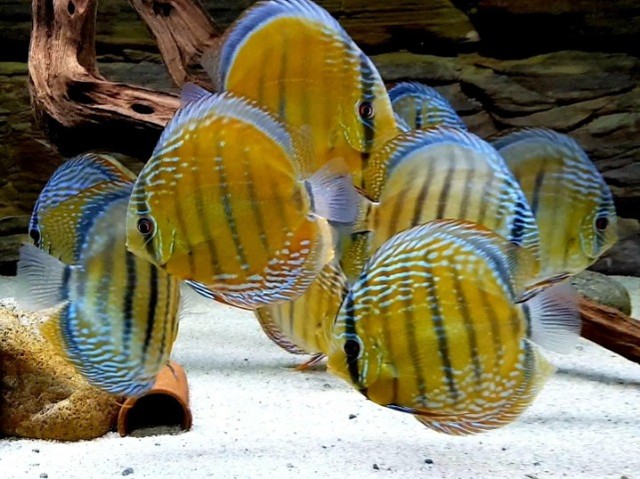 Peixes ornamentais e aquarismo - Animais para agropecuária - Nossa Senhora da Apresentação, Natal 1143686190 | OLX Peixes ornamentais e aquarismo - Animais para agropecuária - Nossa Senhora da Apresentação, Natal 1143686190 | OLX