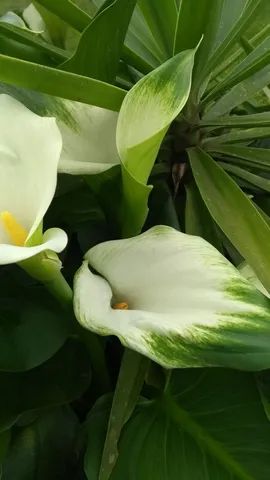 MUDAS DE CALLAS VERDE  - Foto 4