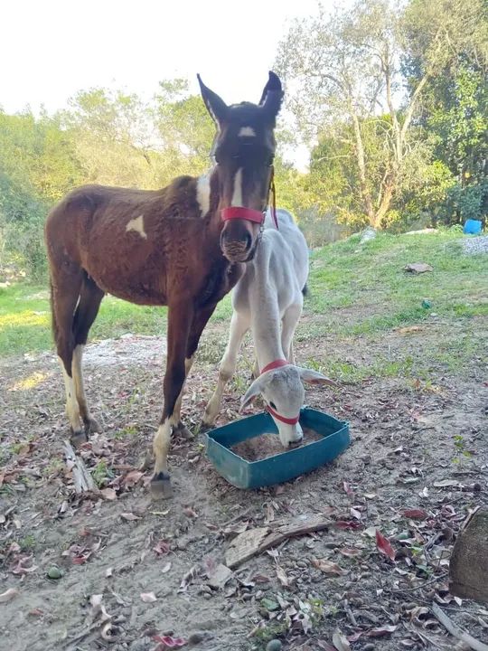Potra manga larga paulista - Foto 5