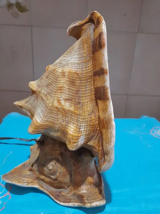 Abajour Concha. Anos 50/60  - Foto 2