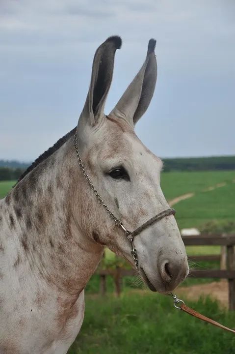 Jumento Pega  - Foto 2