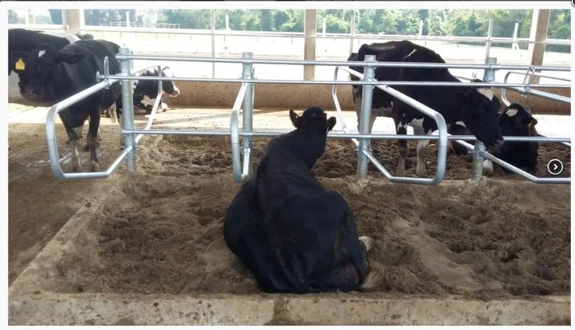 Resfriador de leite, odenhadeiras, Câmara fria, canzil, cama freestall - Foto 3