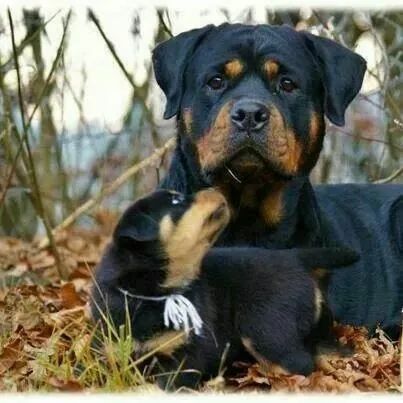 Rottweiler e filhote ótimo para guarda 