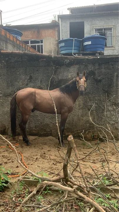 Cavalo Mangalarga Marchador - Foto 5