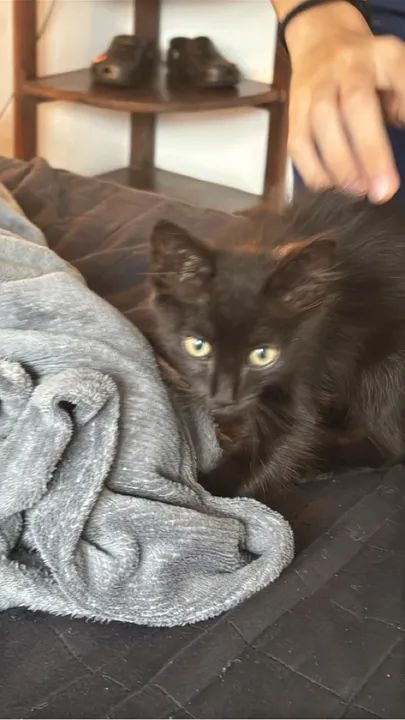 Doa-se gatinha femea 1/2 meses de idade - Foto 2