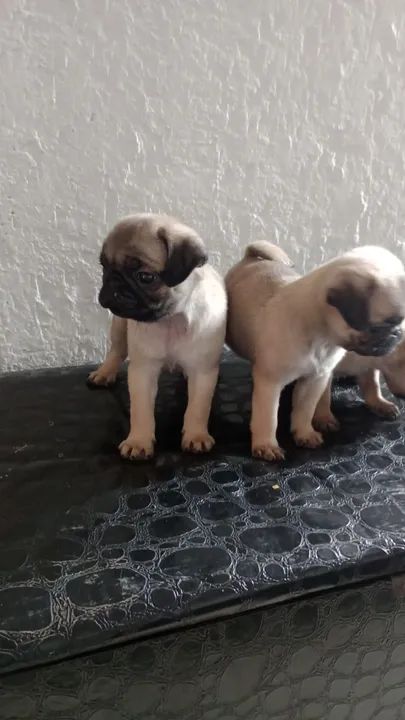 Pug filhote disponível femea1.000 - Foto 4