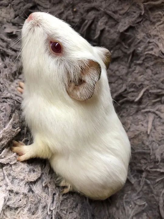 Porquinho da índia - Foto 2