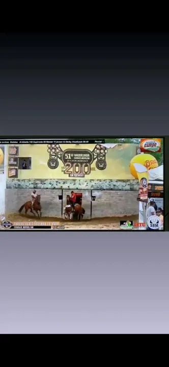 Cavalo quarto de milha de direita - Foto 5