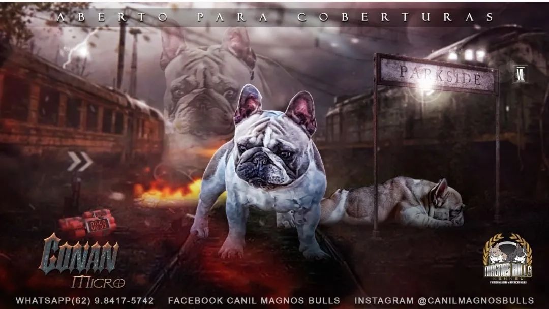 Bulldog Francês e Inglês, Monta e Filhotes 