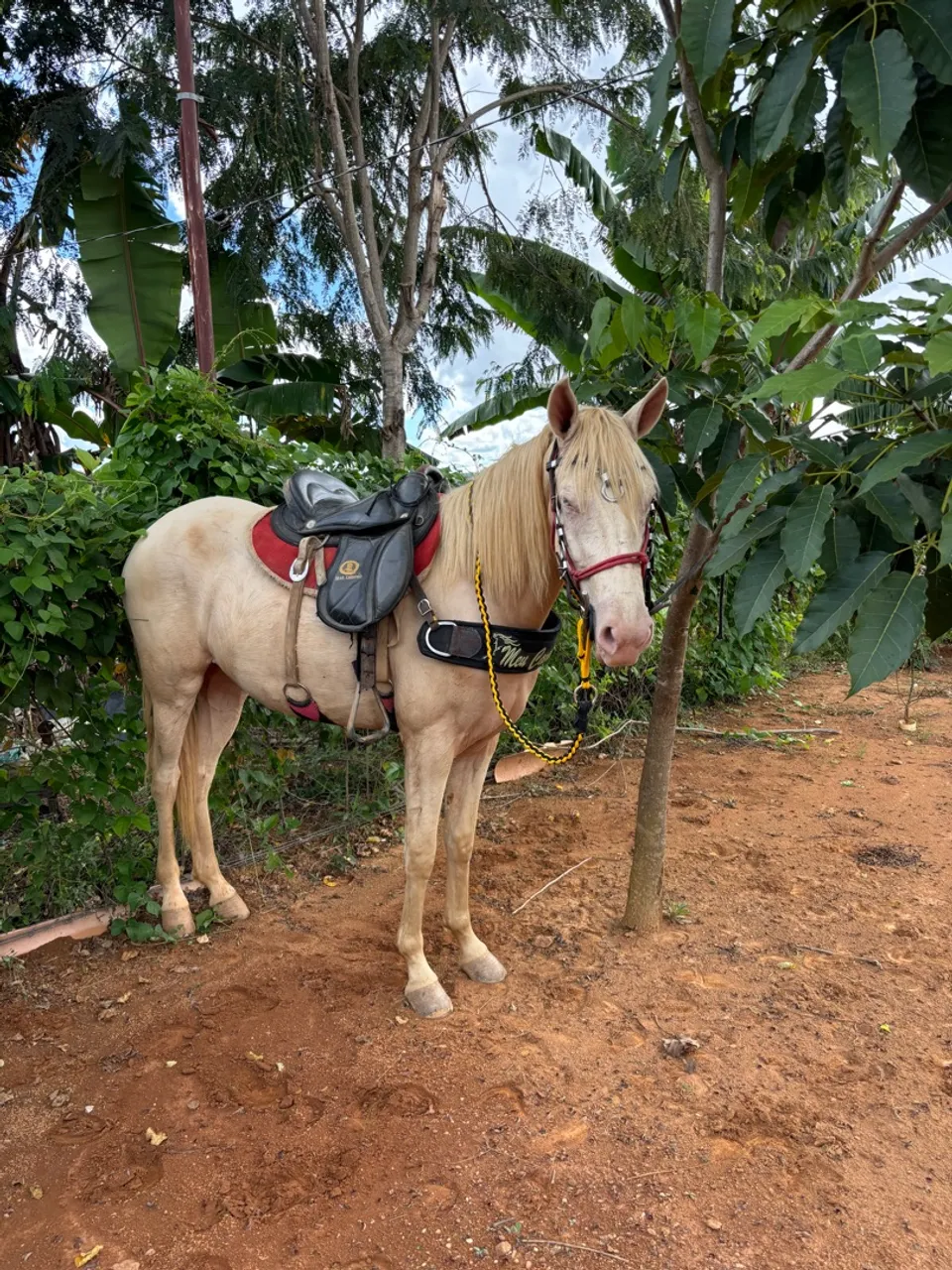 Potra Palomino com sela