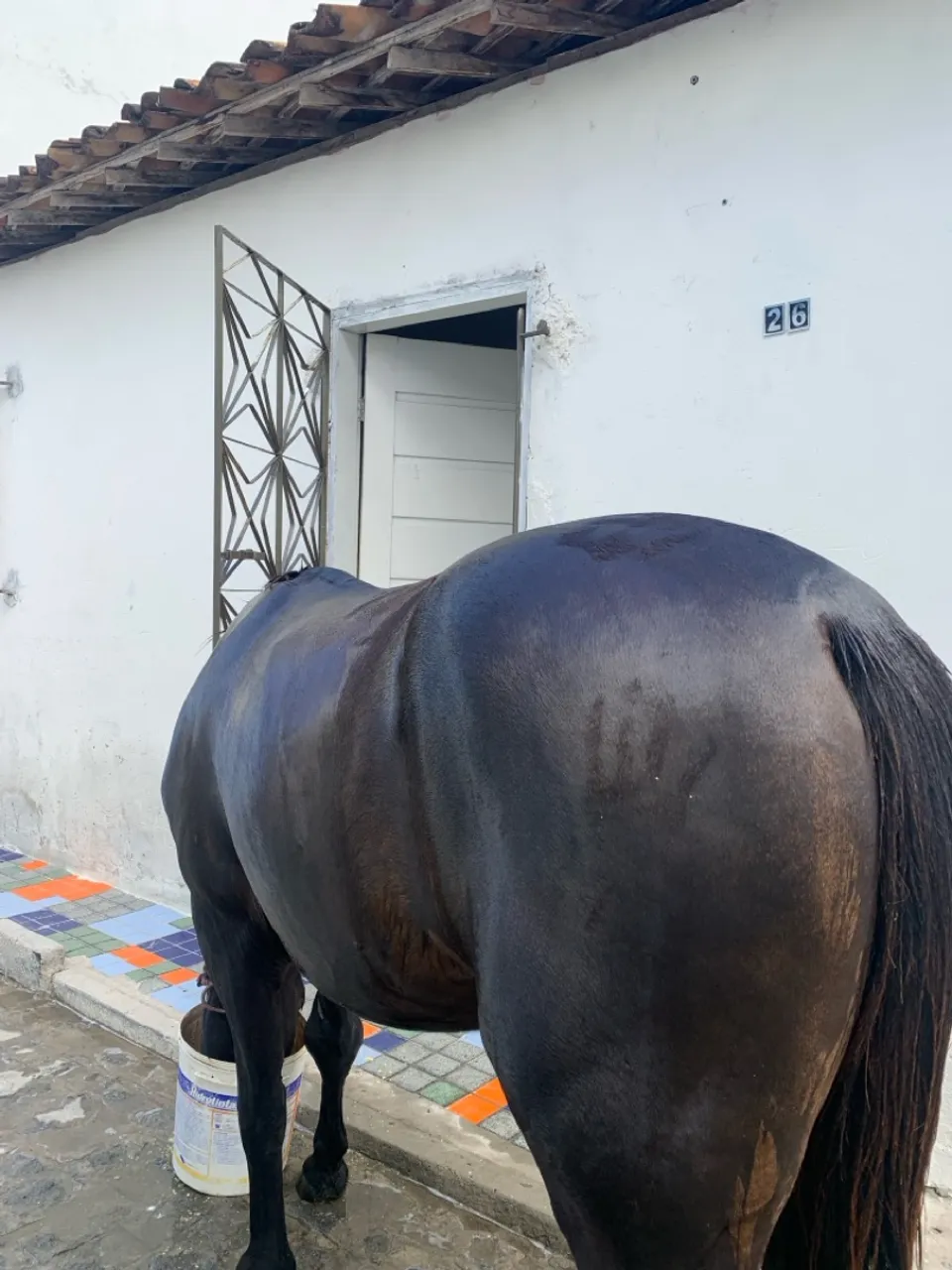 Cavalo preto
