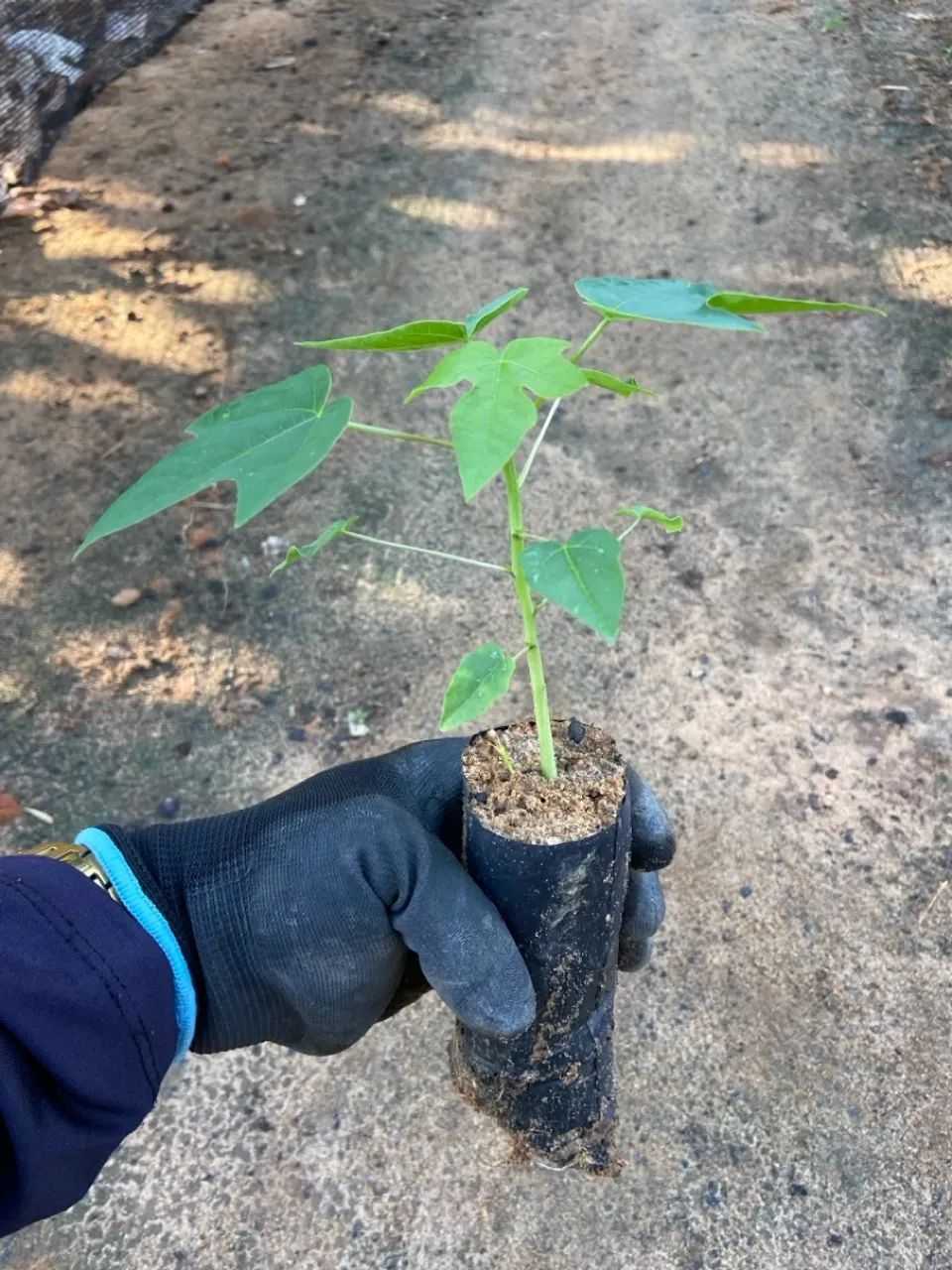 Mudas de Mamão - Foto 6