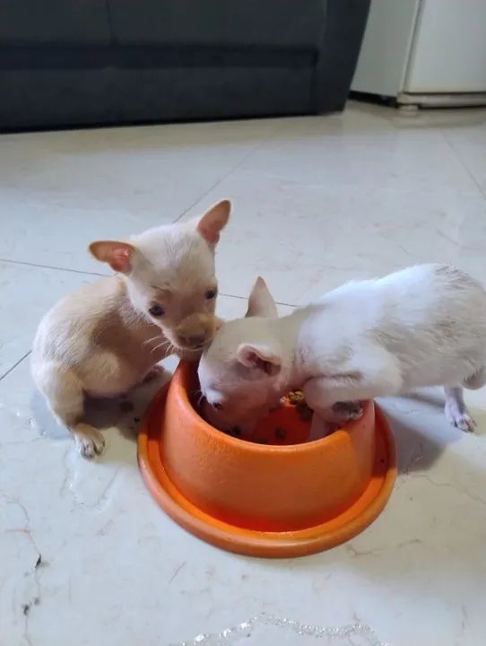 Filhotes de pinscher o bem pequeno 