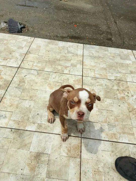 Filhote de American Bully, puros com procedência!! - Foto 6
