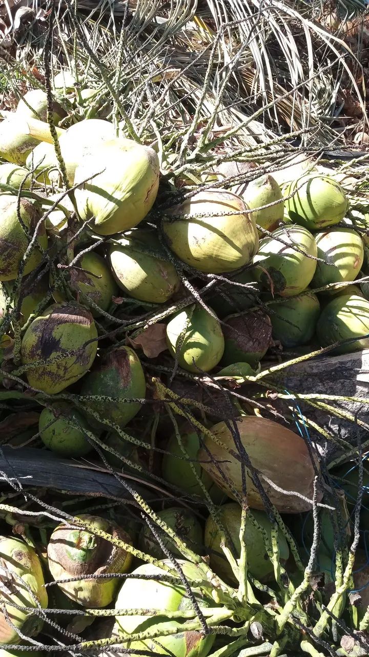 Coco verde 64304159009794120