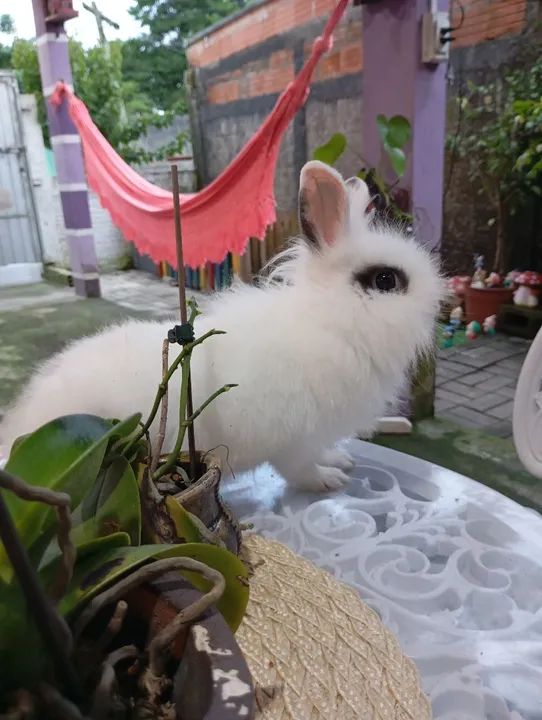 Mini coelho Teddy dwerg  - Foto 4