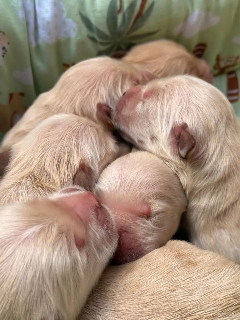 Filhotes de Golden Retriever