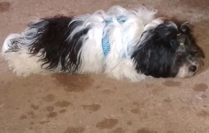 Cachorro adorável para adoção