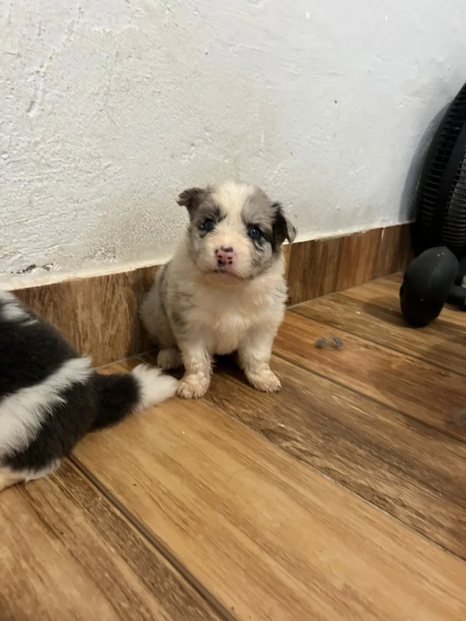 Filhote de Border Collie a venda