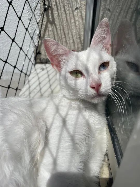 Gata para doação  - Foto 4