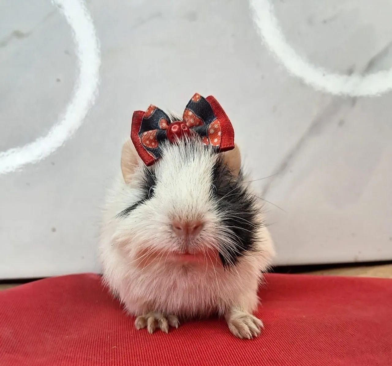 Porquinho da india - Foto 2