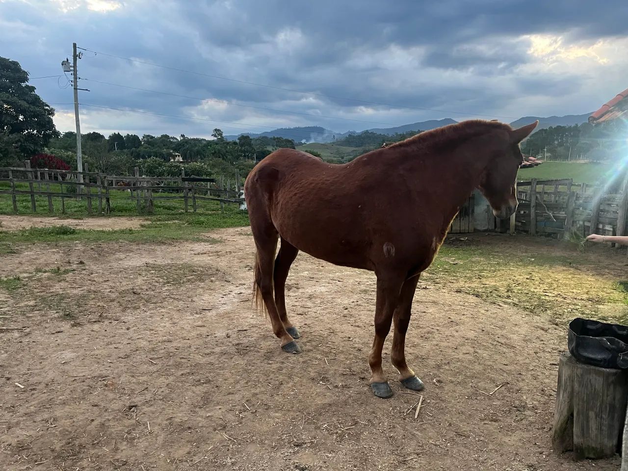 Égua mangalarga marchador  - Foto 2