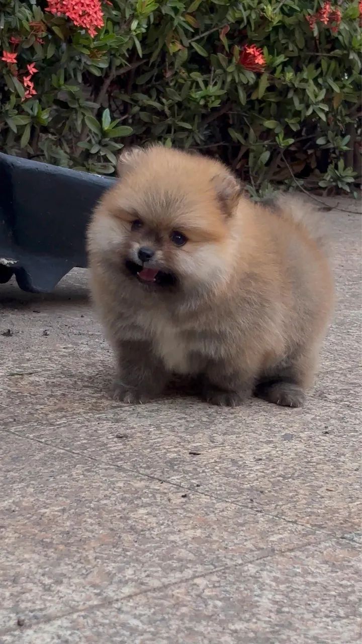 Filhote de Spitz alemão com pedigree + kit acessórios  - Foto 5