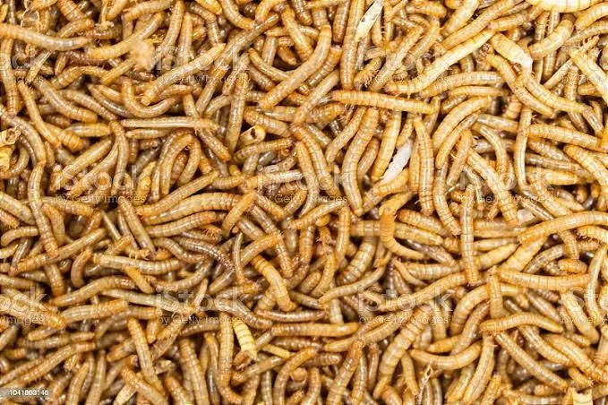 Larvas de Tenébrio Molitor