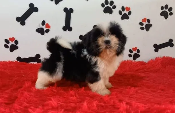Filhote Shih Tzu lindo macho