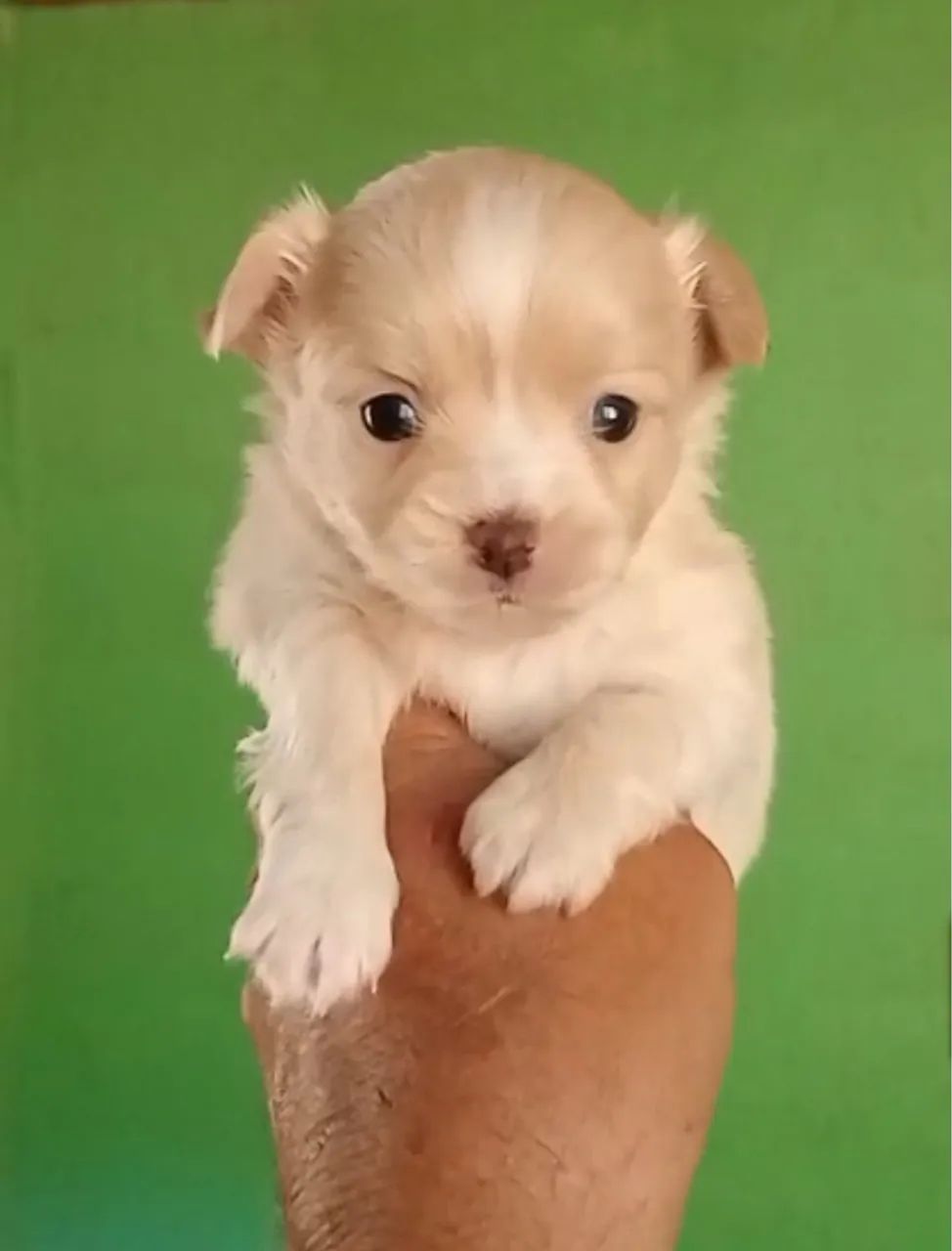 Chihuahua lindo e peludinho