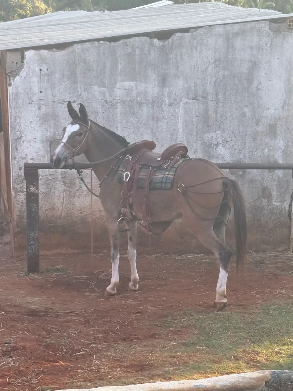 Burro de patrão  - Foto 2