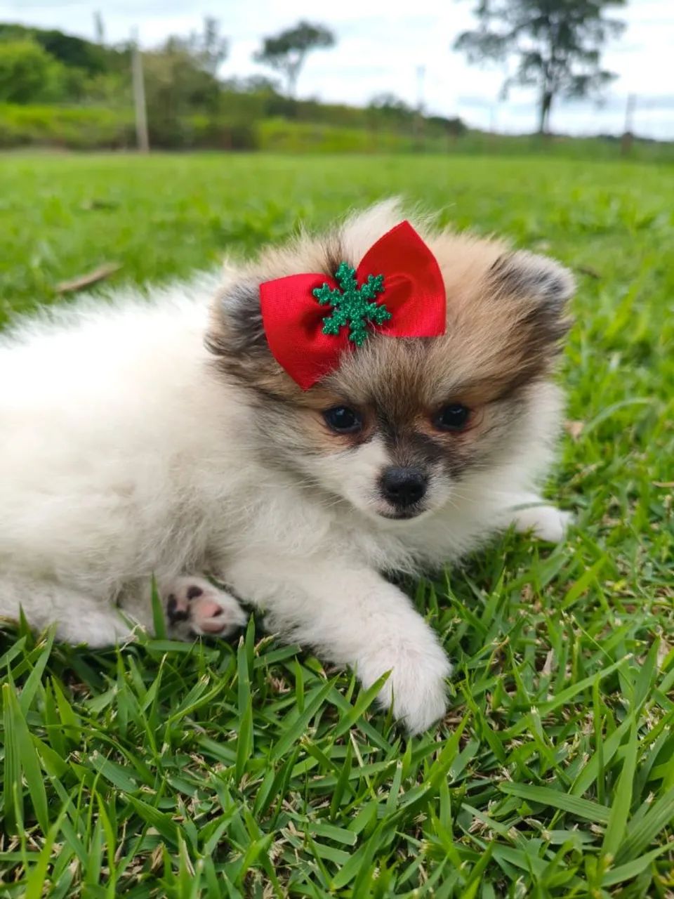 Filhote de spitz disponível fêmea anão - Foto 3