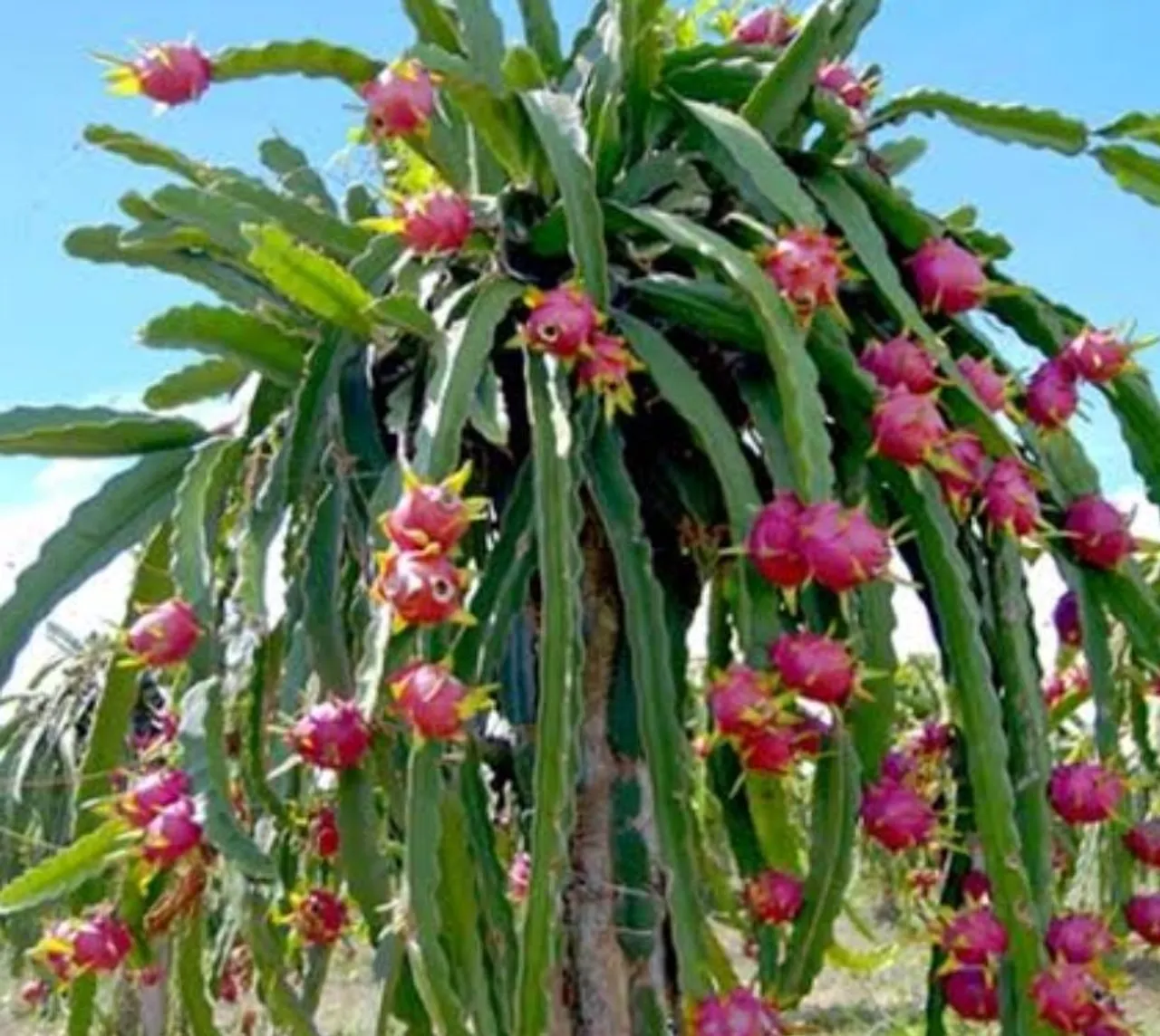 Mudas de Pitaya Vermelhas Auto Fértil