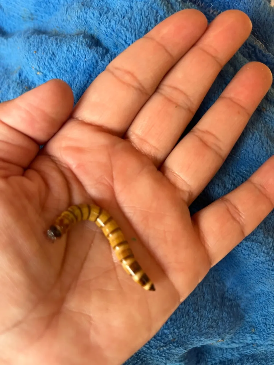 Larvas de Tenébrio Gigantes - Alimento Vivo