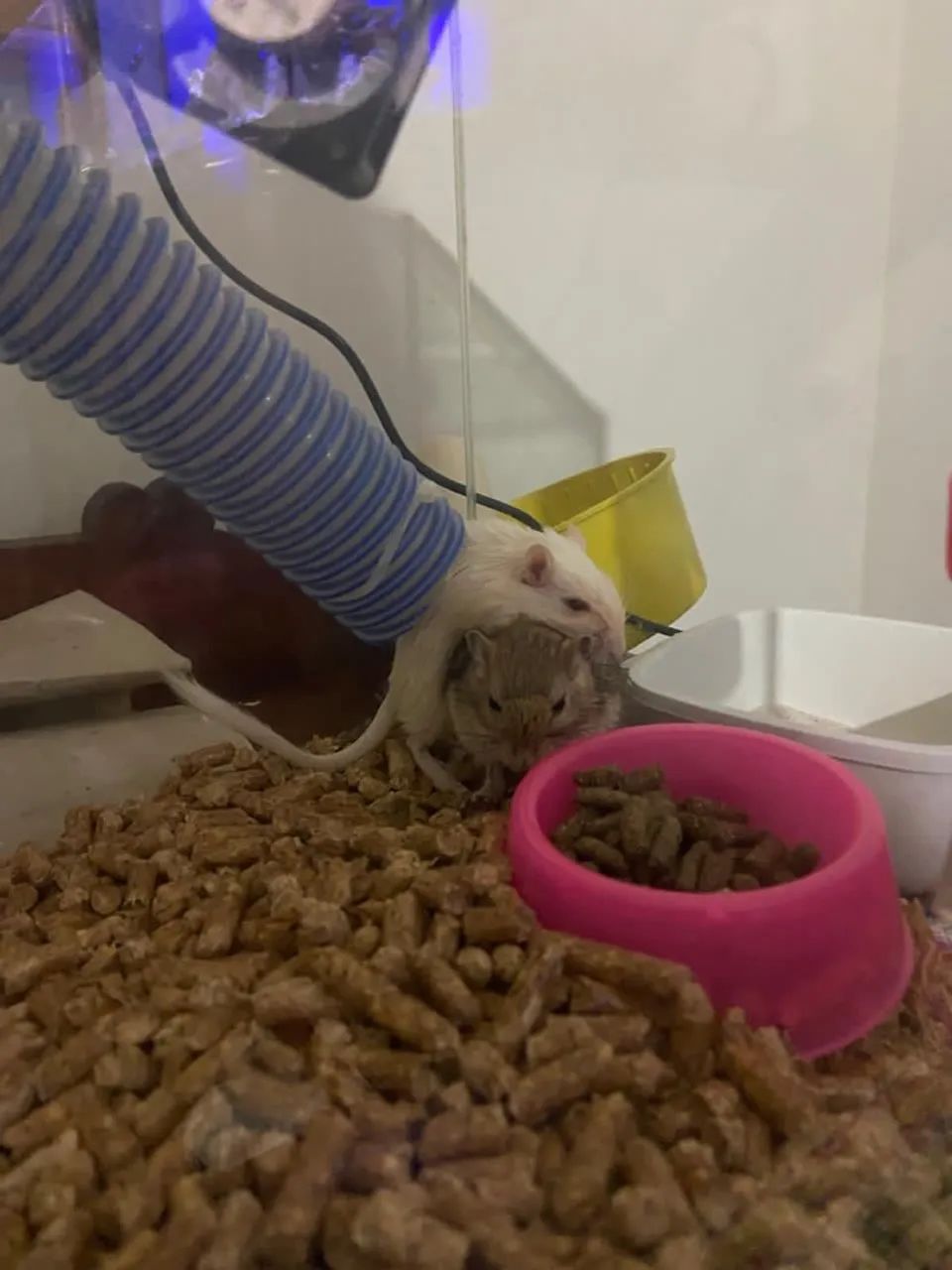 Gerbil mansos - Foto 2
