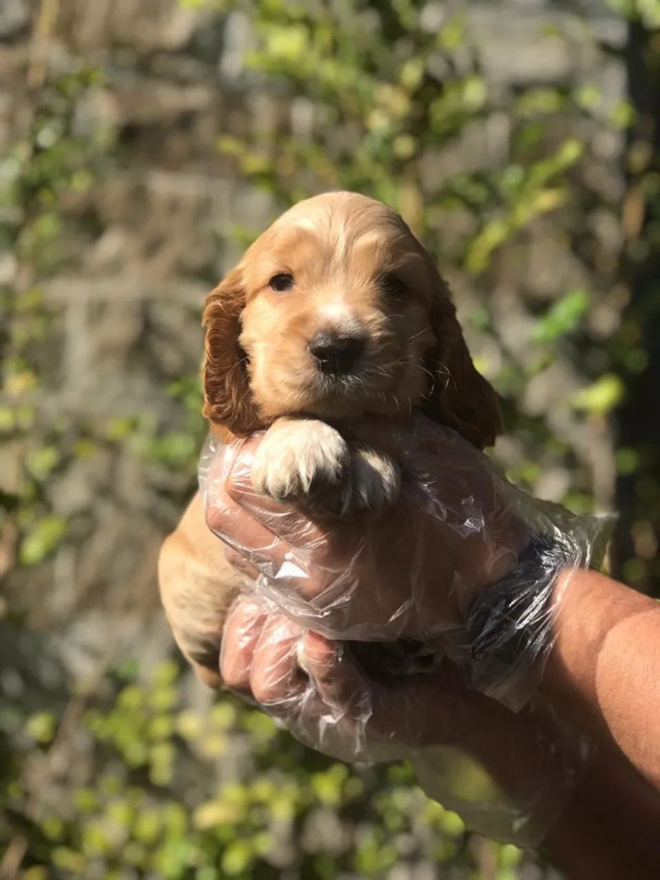 Cocker Spaniel ingles pronta entrega  - Foto 3