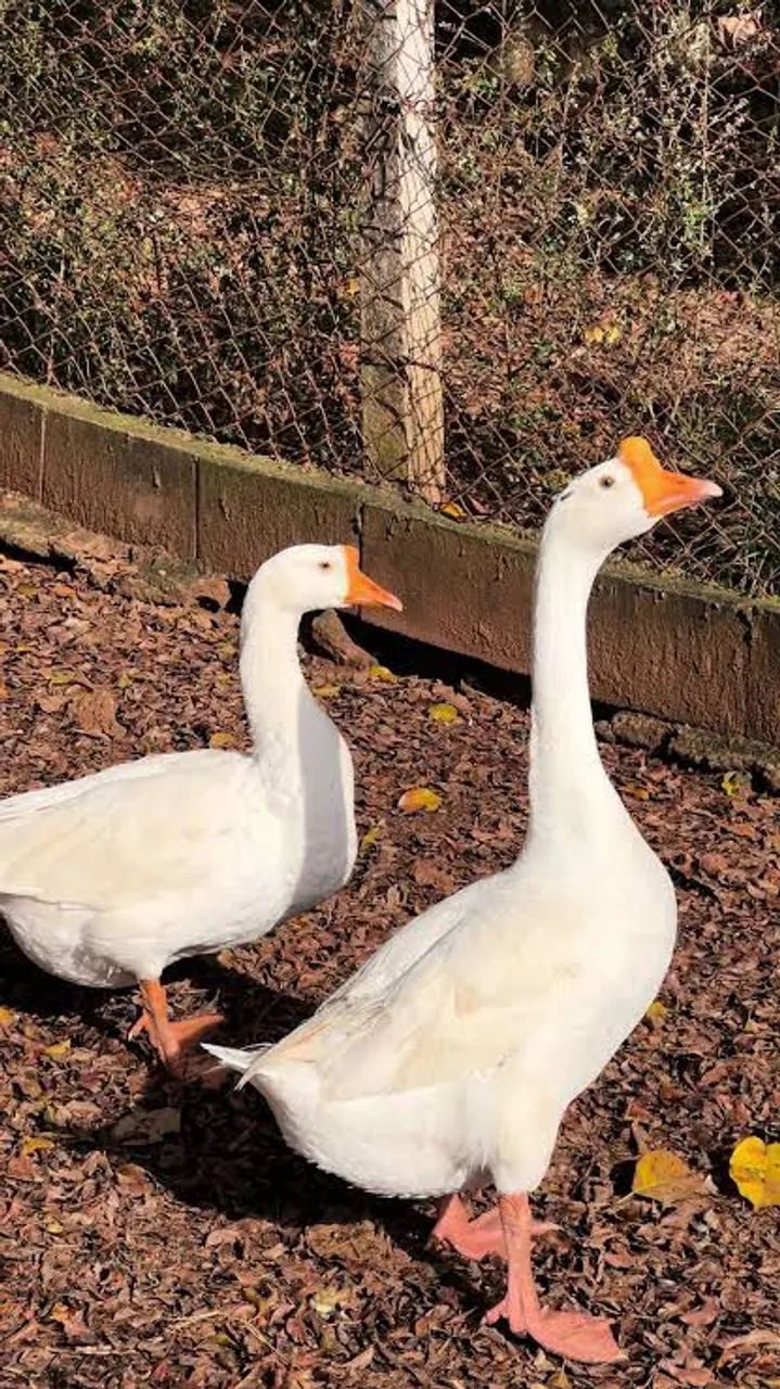 CASAL DE GANSO CHINÊS BRANCO PURO  - Foto 2