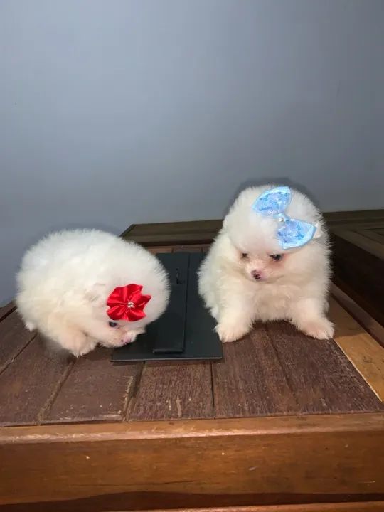 Lulu da pomerania pura e legítima - branca micro  - Foto 3