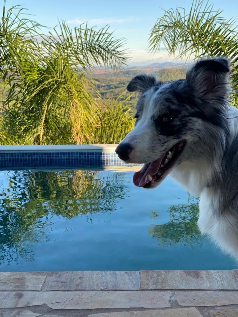 Doação - Border Collie Adestrado (4 anos)