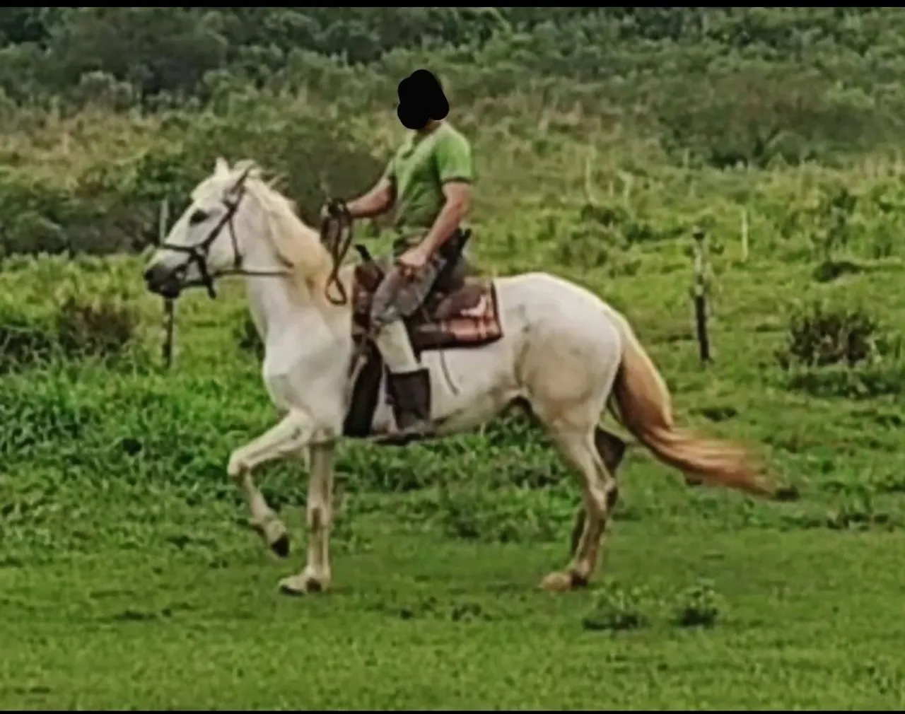Égua Puro Sangue Lusitano para venda